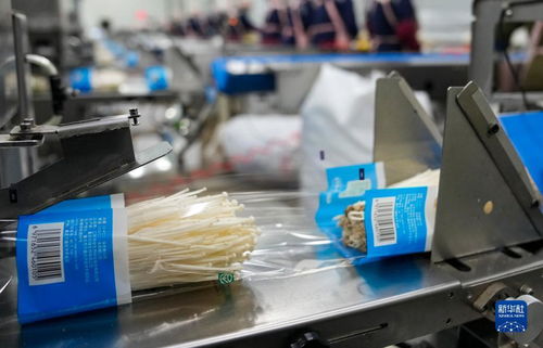 村里的金針菇 智能造——信息咨詢服務賦能現代農業(yè)新圖景